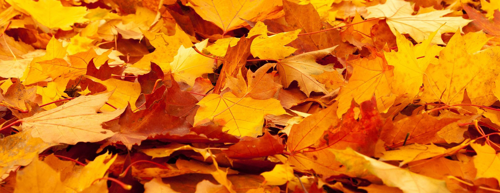 The Heart of the Season: Autumn